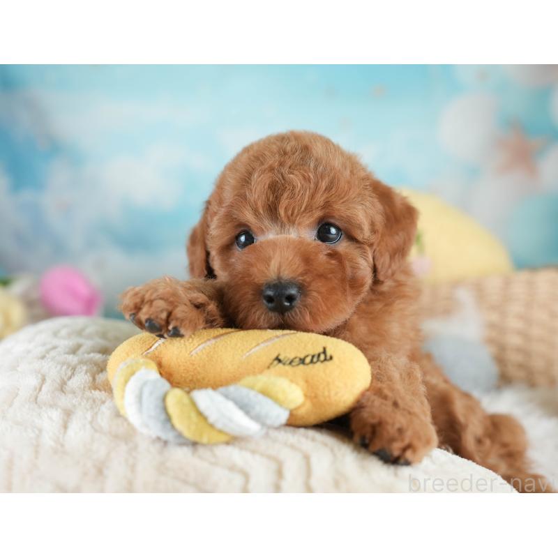 販売中の栃木県のトイプードル-425715の8枚目