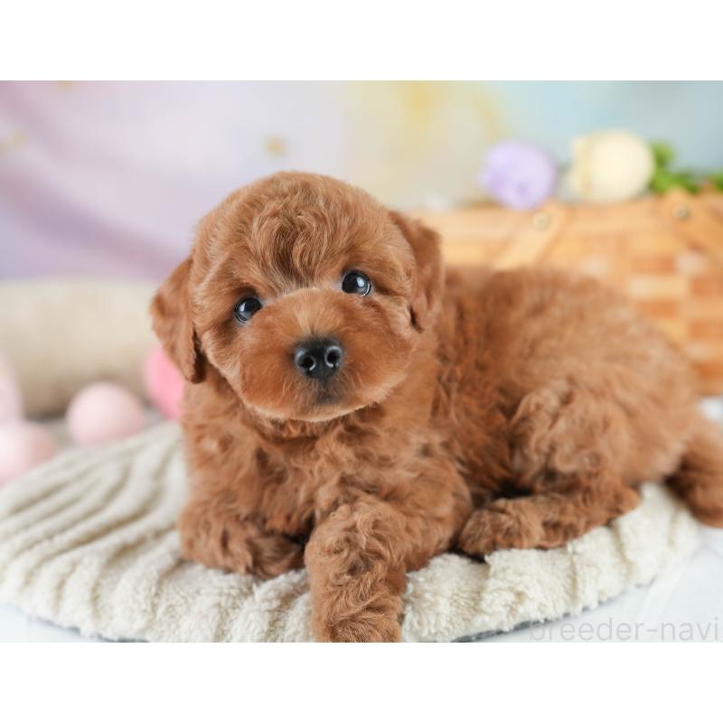 販売中の栃木県のトイプードル-425715の7枚目