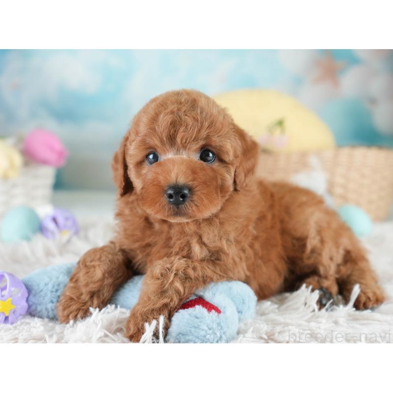 販売中の栃木県のトイプードル-425715の6枚目