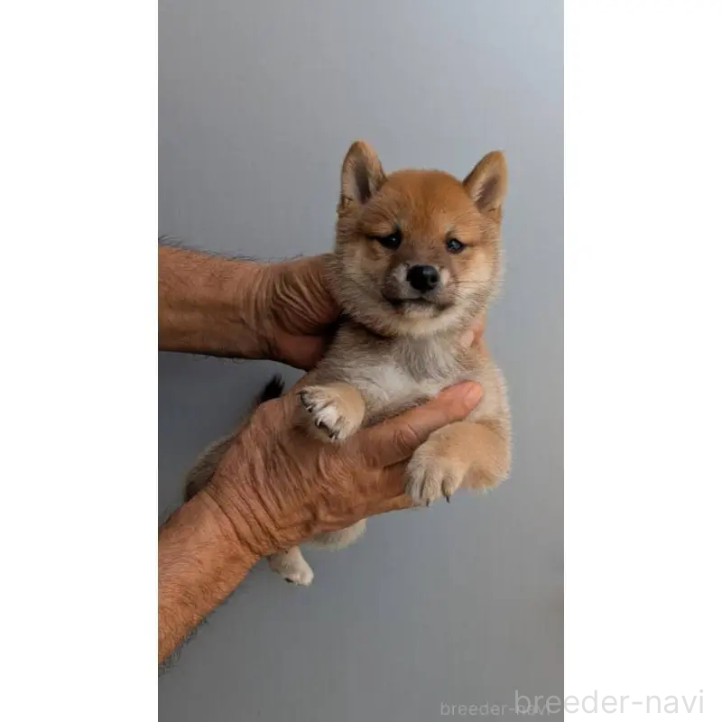 販売中の福岡県の豆柴-425551の2枚目