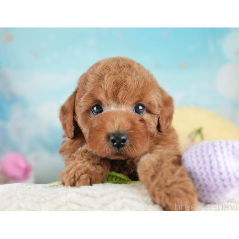 販売中の栃木県のトイプードル-425715の5枚目