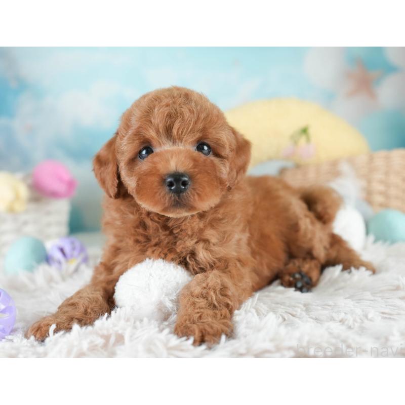 販売中の栃木県のトイプードル-425715の4枚目