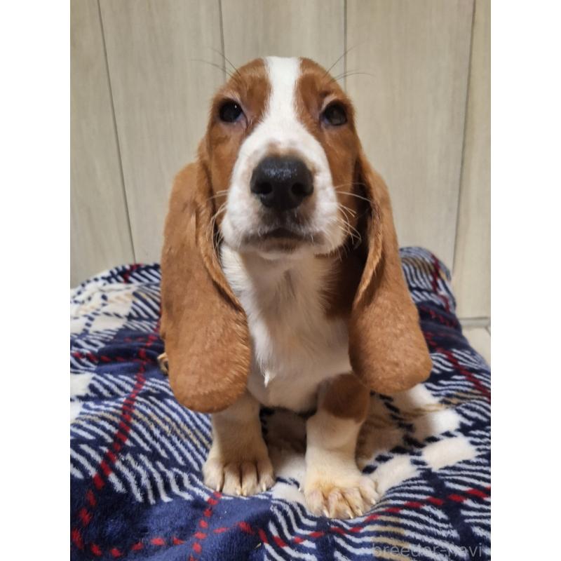 販売中の神奈川県のミックス犬-412990の12枚目