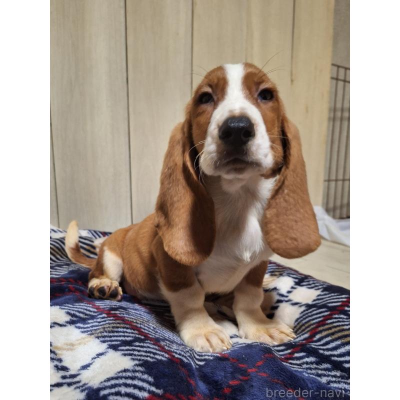 販売中の神奈川県のミックス犬-412990の9枚目