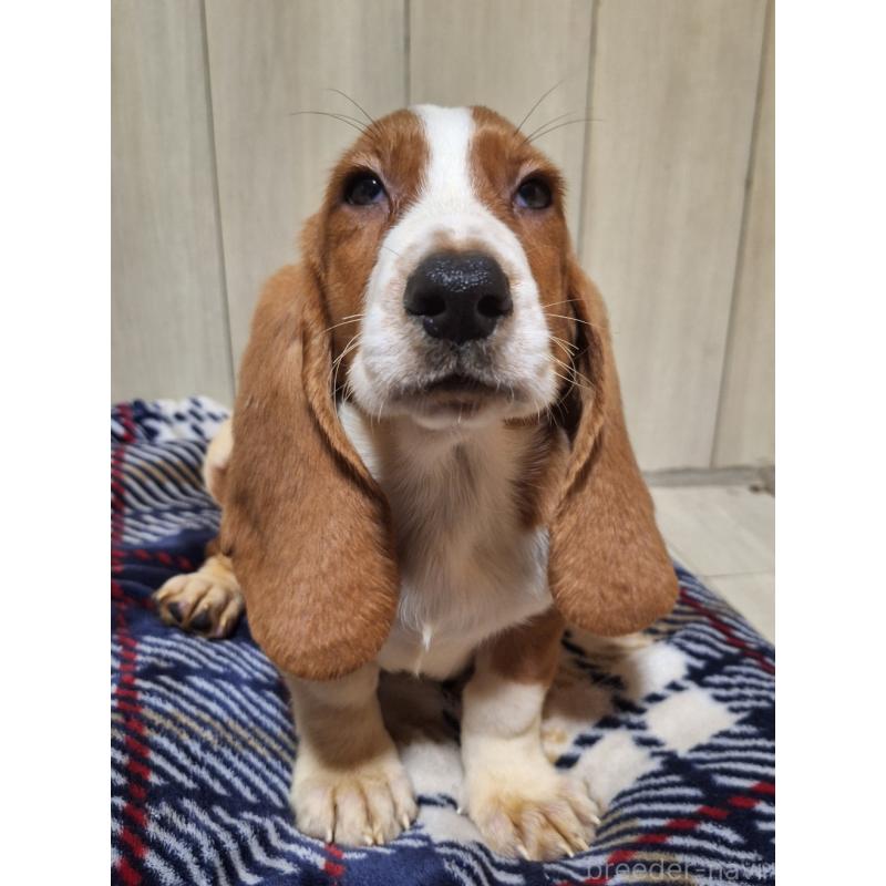 販売中の神奈川県のミックス犬-412990の8枚目