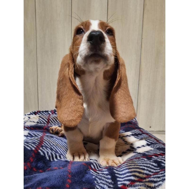 販売中の神奈川県のミックス犬-412990の7枚目