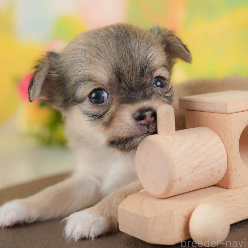 販売中の栃木県のチワワ(ロングコート)-425719の1枚目