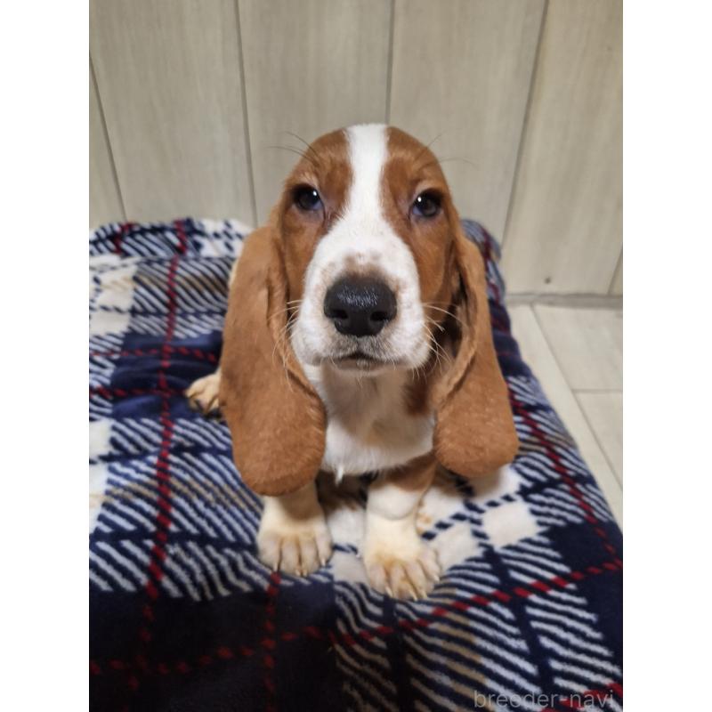 販売中の神奈川県のミックス犬-412990の6枚目