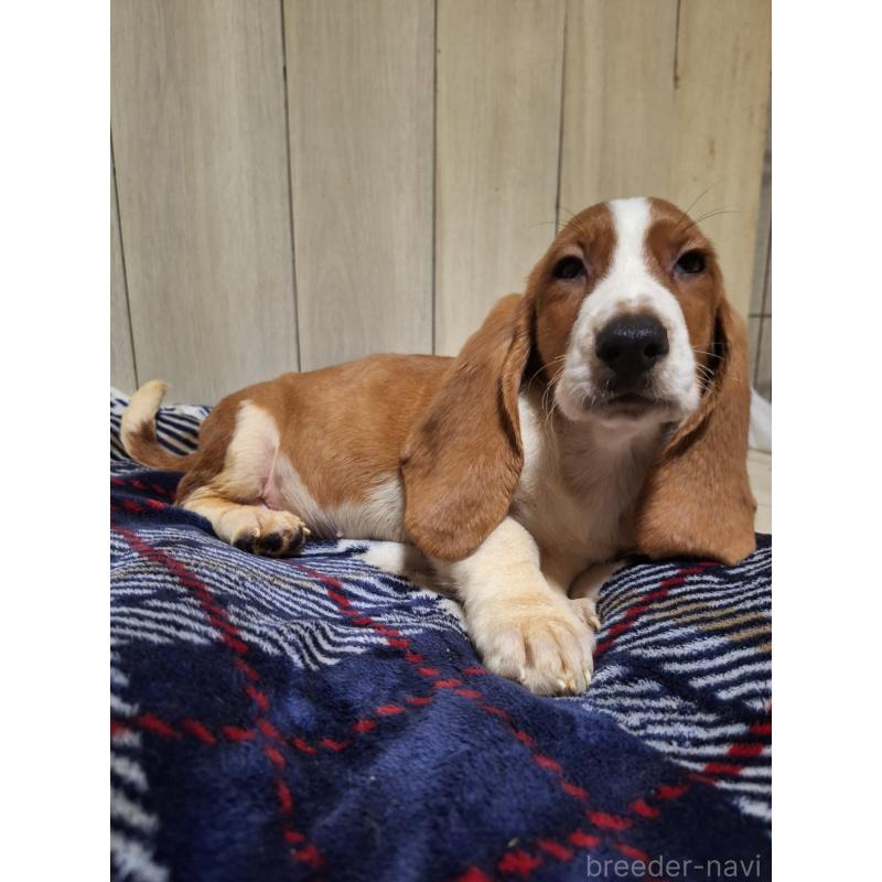 販売中の神奈川県のミックス犬-412990の4枚目