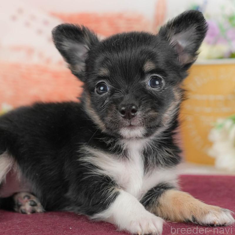 販売中の栃木県のチワワ(ロングコート)-425720