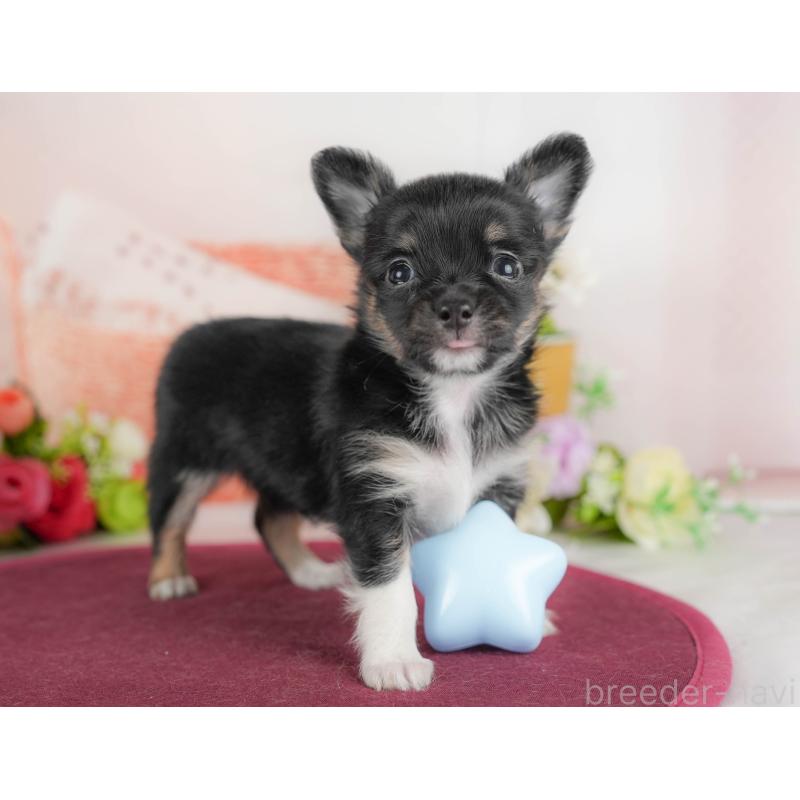 販売中の栃木県のチワワ(ロングコート)-425720の8枚目