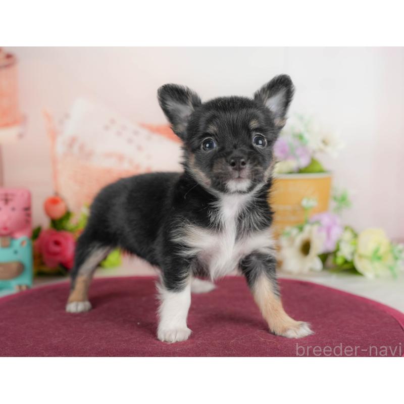 販売中の栃木県のチワワ(ロングコート)-425720の7枚目