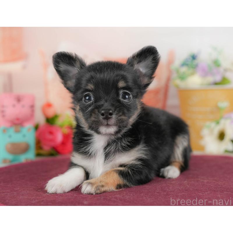 販売中の栃木県のチワワ(ロングコート)-425720の6枚目