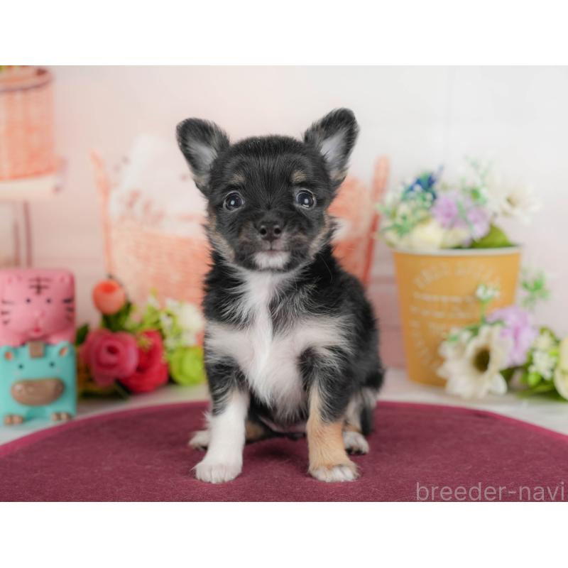 販売中の栃木県のチワワ(ロングコート)-425720の5枚目