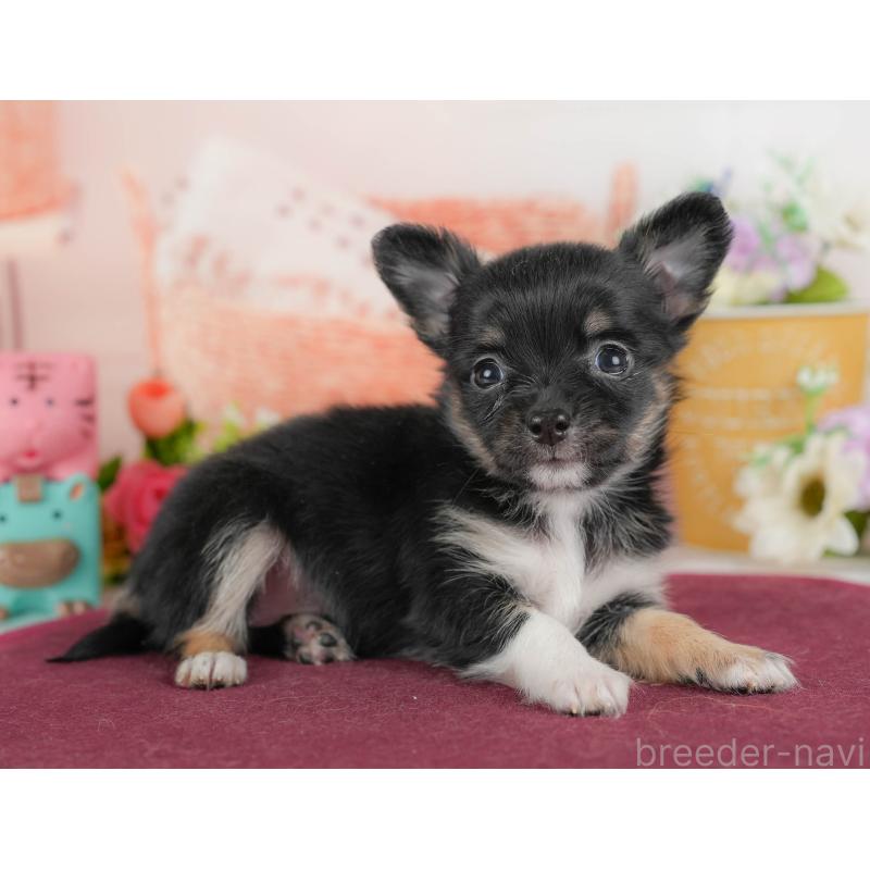 販売中の栃木県のチワワ(ロングコート)-425720の4枚目