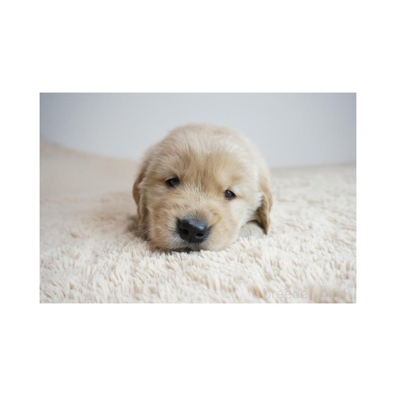 販売中の奈良県のゴールデンレトリーバー-425552の1枚目