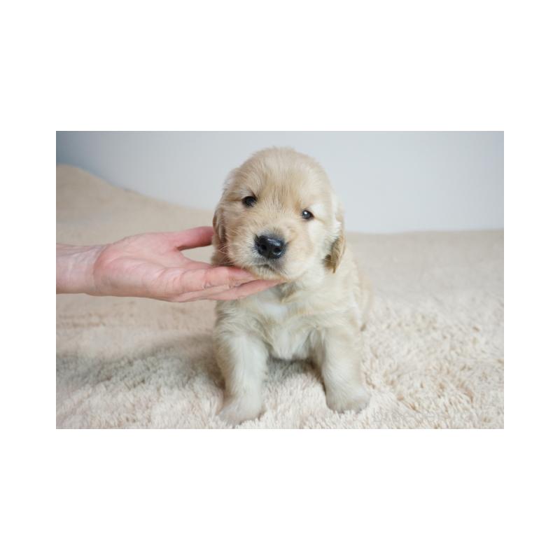 販売中の奈良県のゴールデンレトリーバー-425552の5枚目