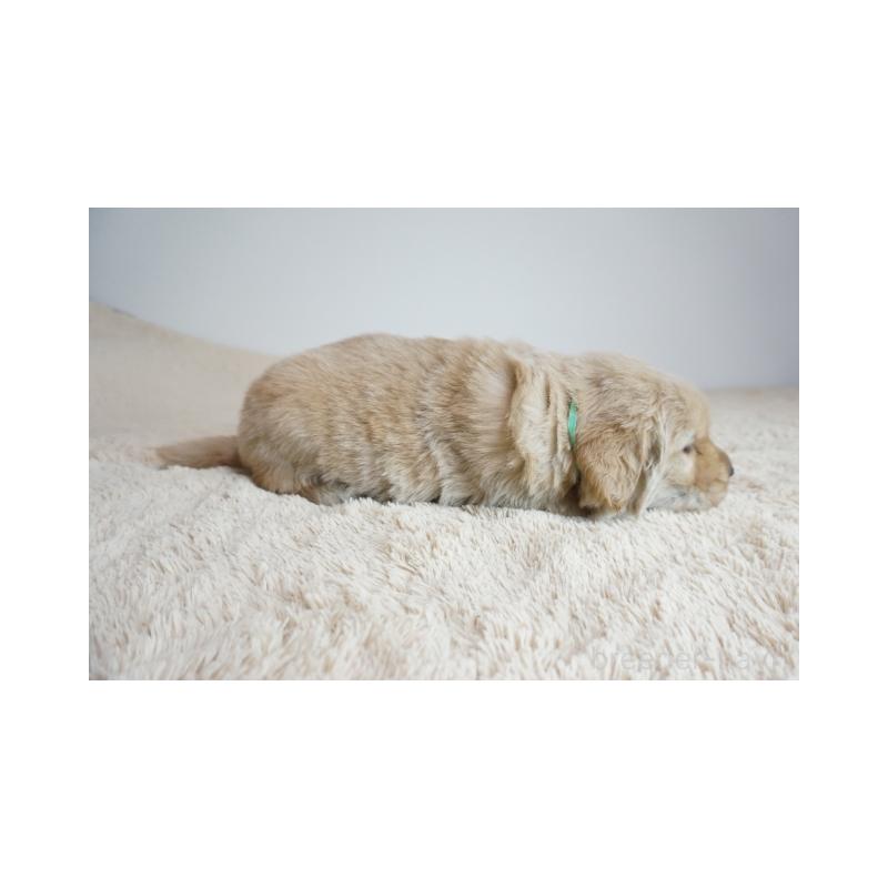 販売中の奈良県のゴールデンレトリーバー-425552の2枚目