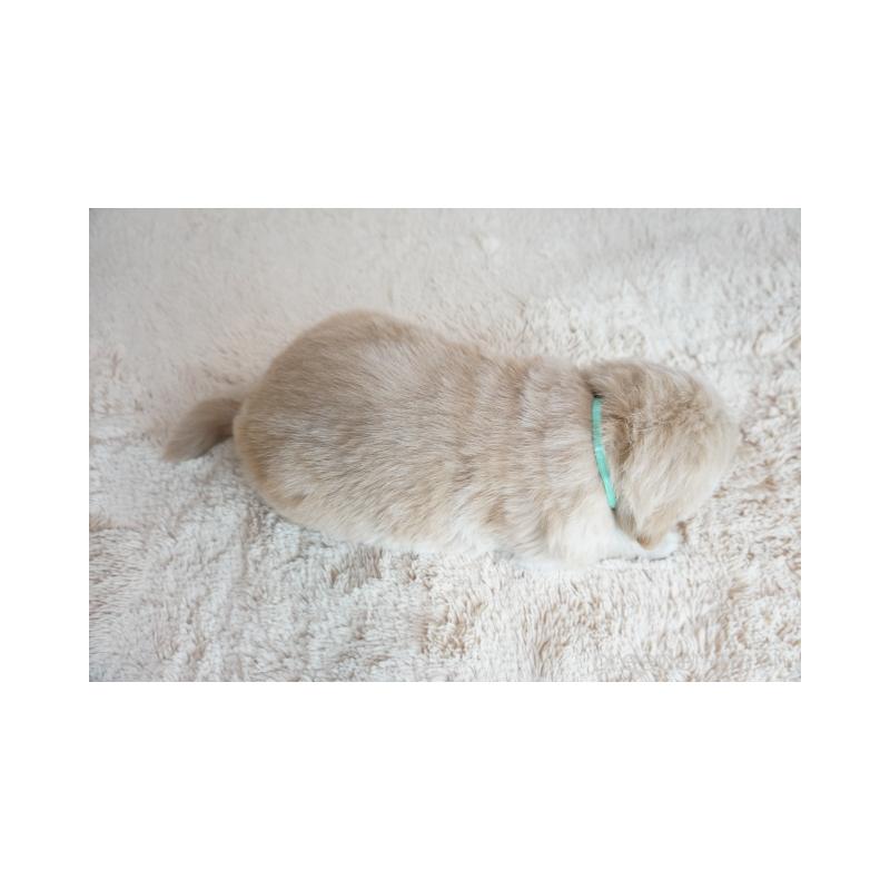 販売中の奈良県のゴールデンレトリーバー-425552の3枚目