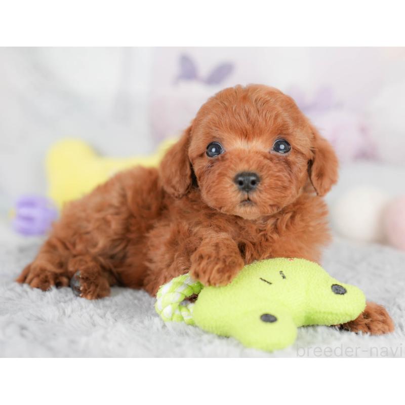 販売中の栃木県のトイプードル-425722