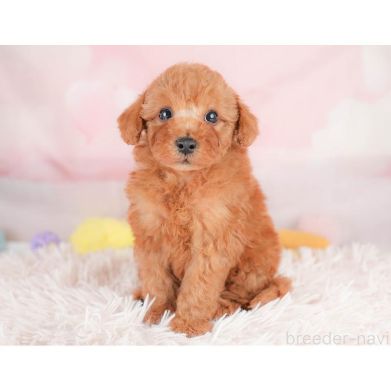 販売中の栃木県のトイプードル-425726