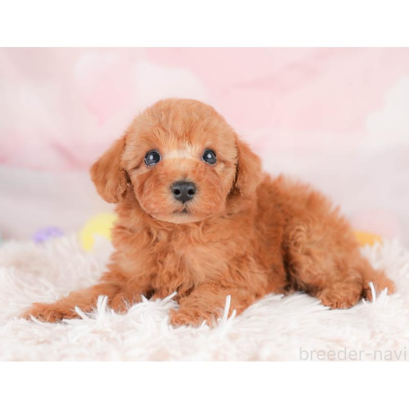 販売中の栃木県のトイプードル-425726の10枚目