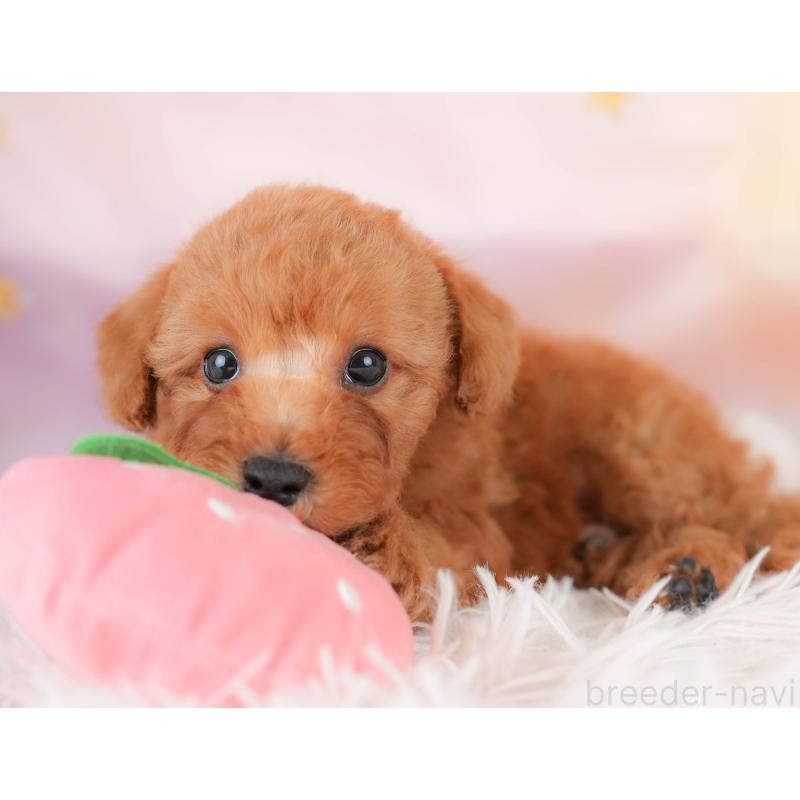 販売中の栃木県のトイプードル-425726の9枚目