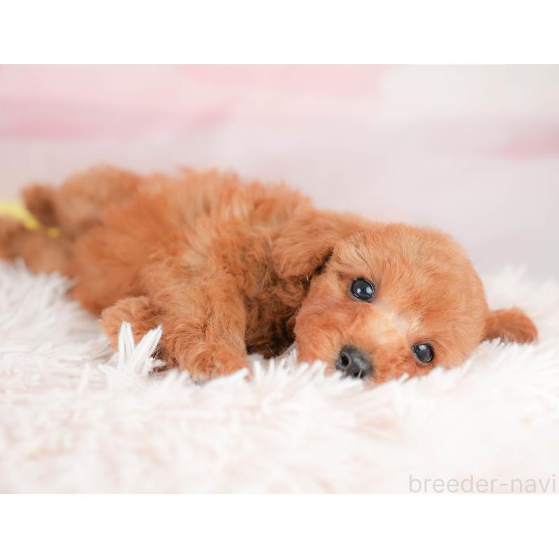 販売中の栃木県のトイプードル-425726の8枚目