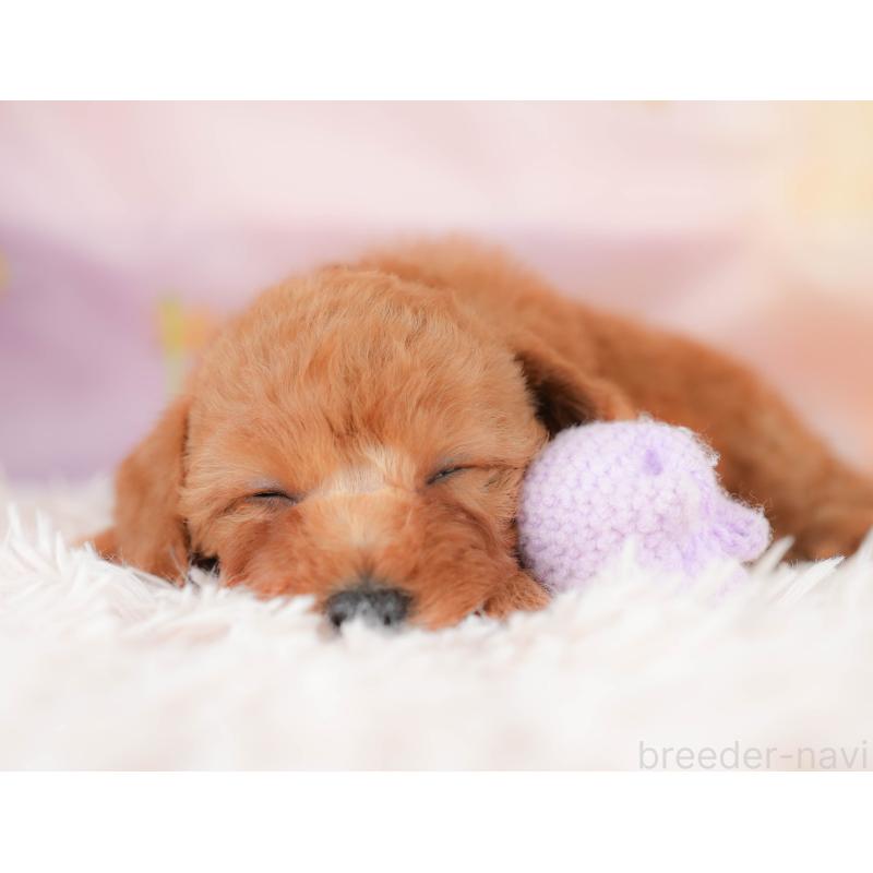 販売中の栃木県のトイプードル-425726の7枚目