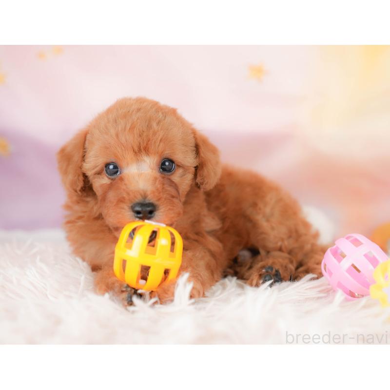 販売中の栃木県のトイプードル-425726の6枚目