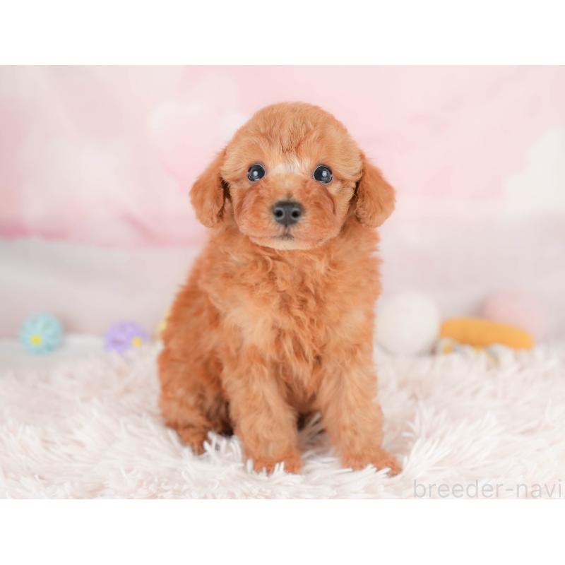 販売中の栃木県のトイプードル-425726の5枚目