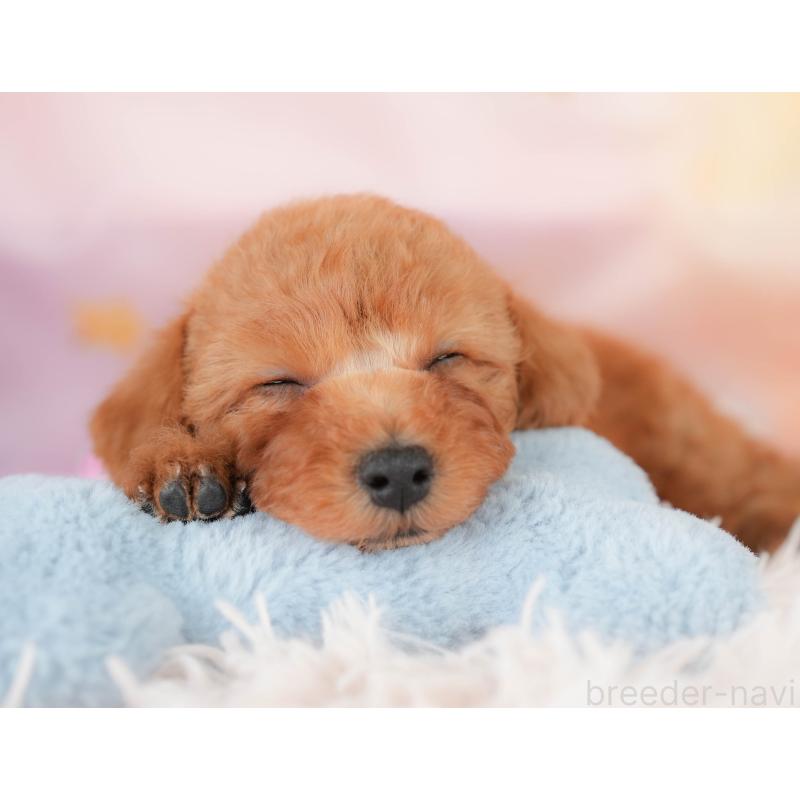 販売中の栃木県のトイプードル-425726の3枚目