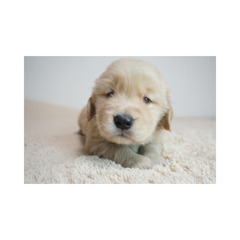 販売中の奈良県のゴールデンレトリーバー-425553の1枚目