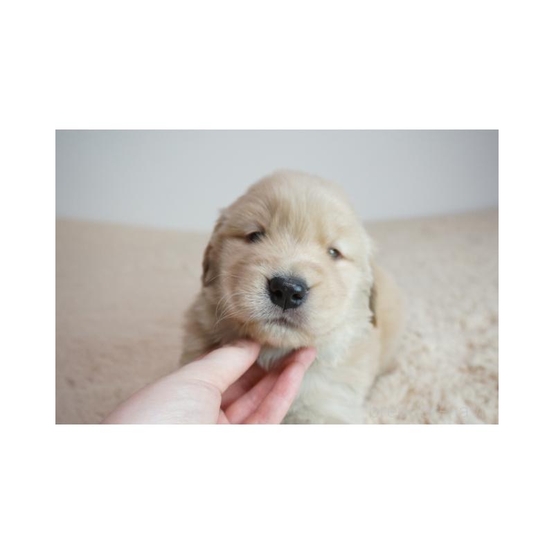 販売中の奈良県のゴールデンレトリーバー-425553の5枚目