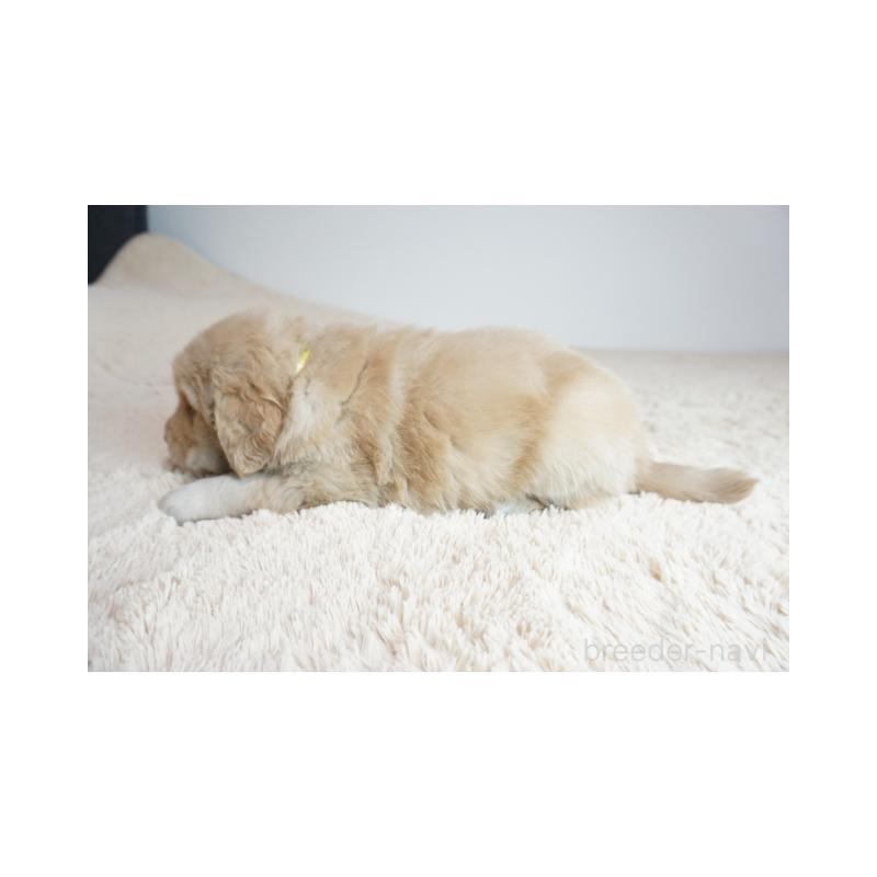 販売中の奈良県のゴールデンレトリーバー-425553の4枚目