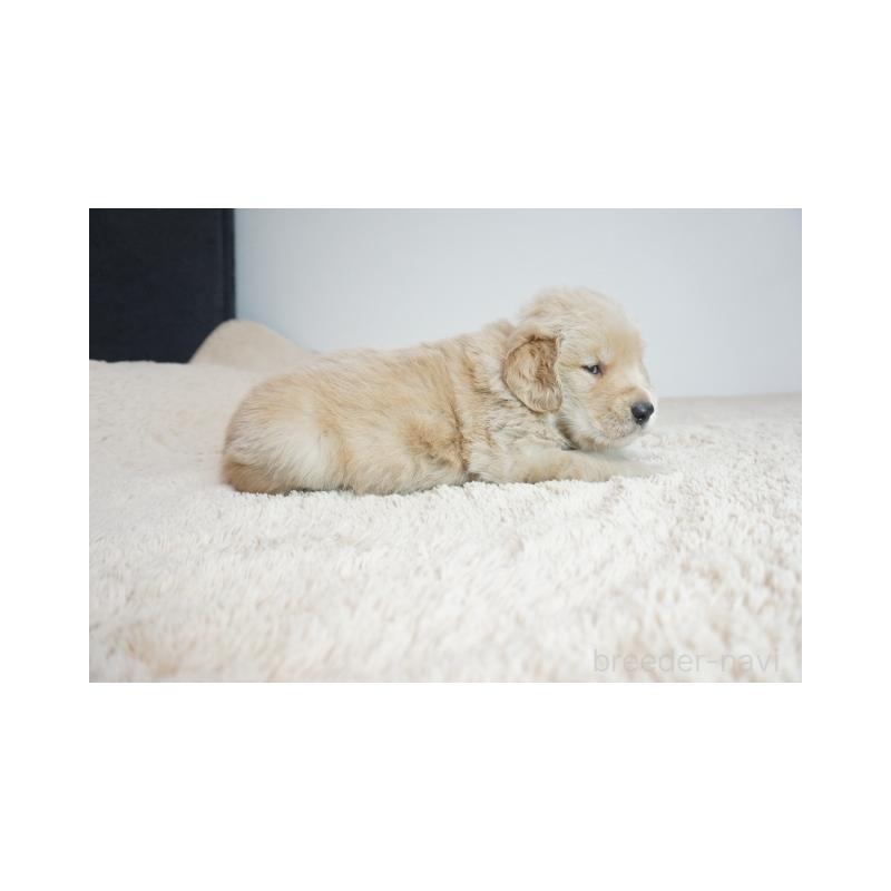 販売中の奈良県のゴールデンレトリーバー-425553の3枚目