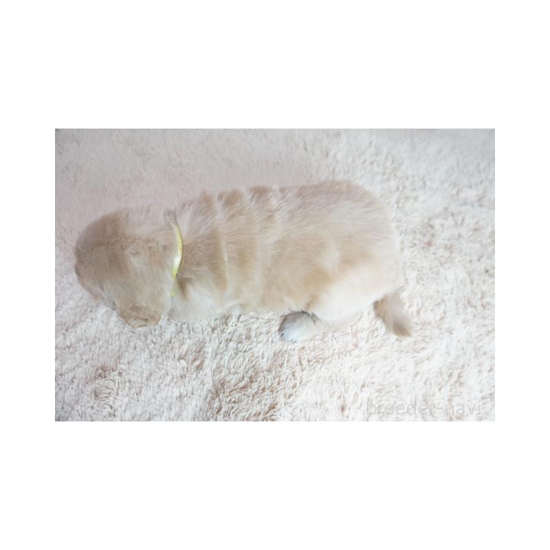 販売中の奈良県のゴールデンレトリーバー-425553の2枚目