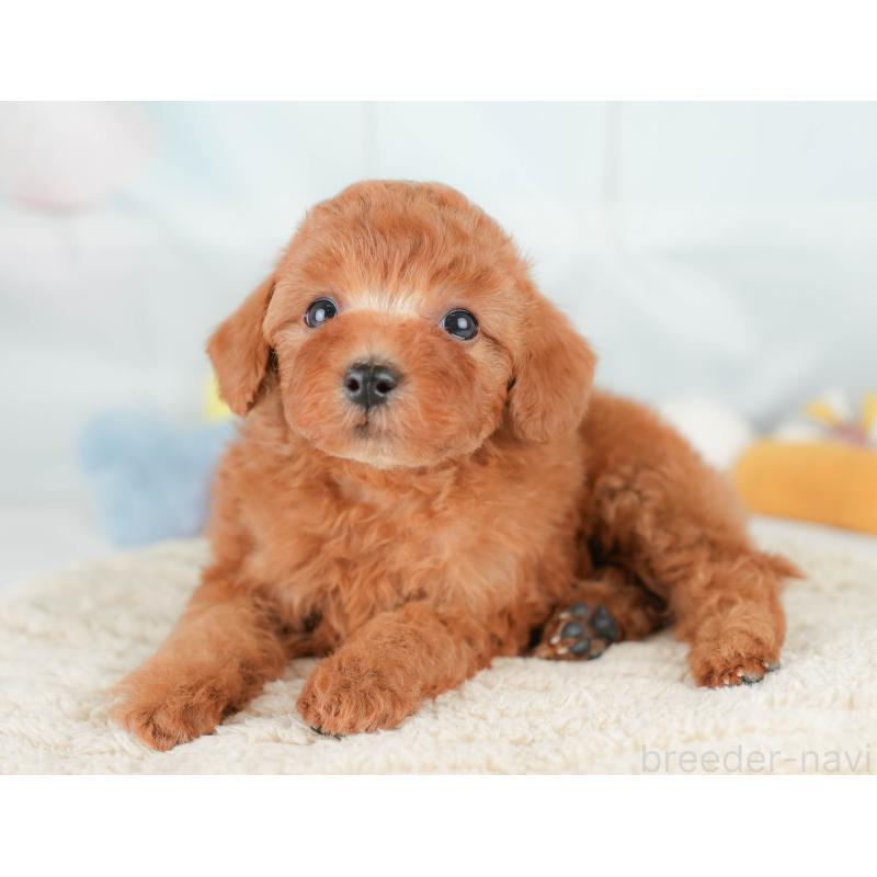 販売中の栃木県のトイプードル-425728