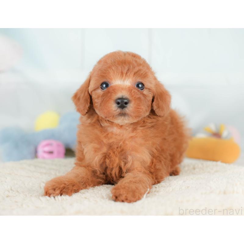 販売中の栃木県のトイプードル-425728の9枚目