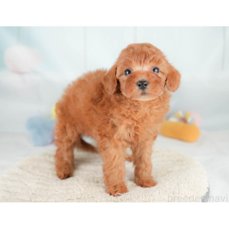 販売中の栃木県のトイプードル-425728の8枚目