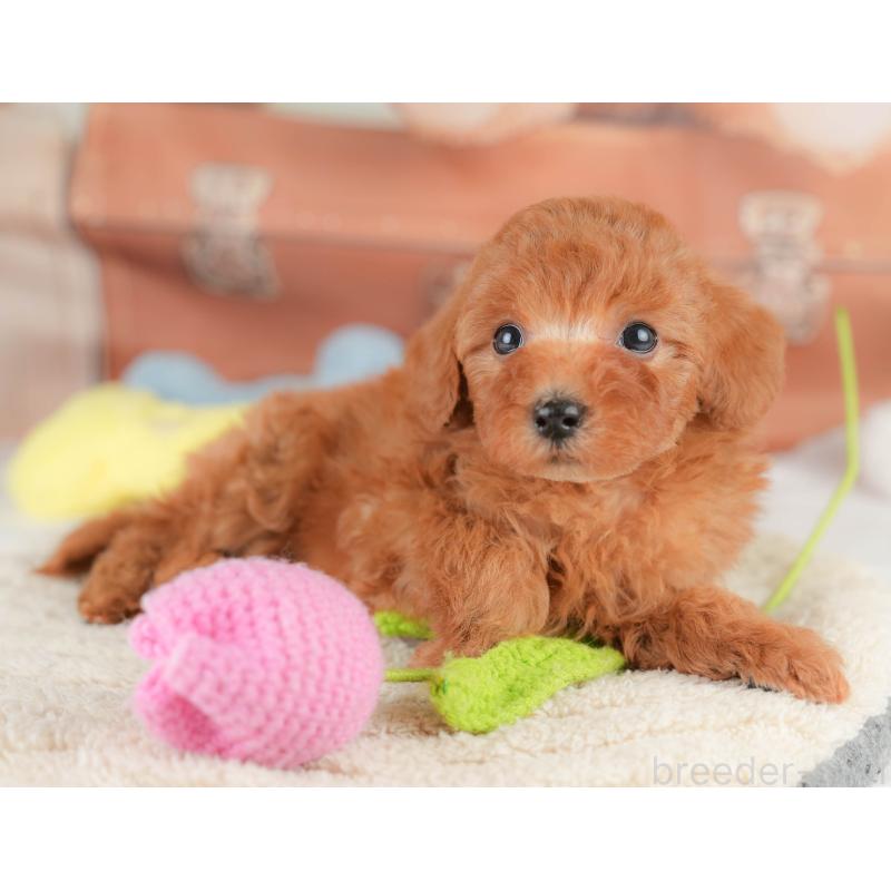 販売中の栃木県のトイプードル-425728の5枚目