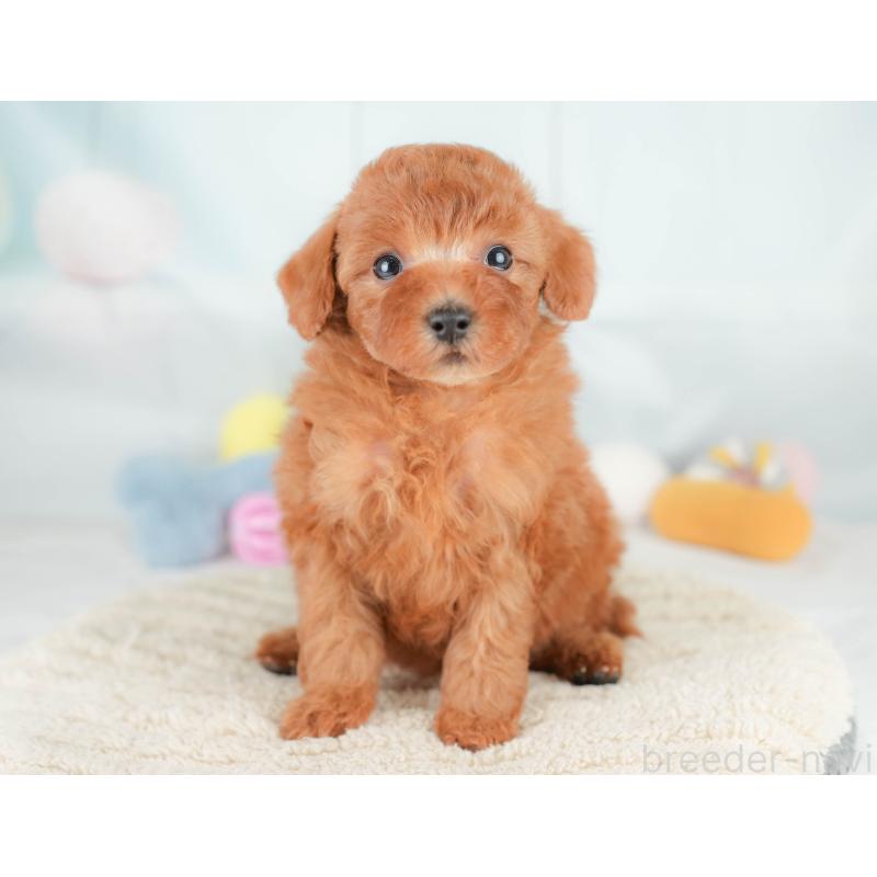 販売中の栃木県のトイプードル-425728の3枚目