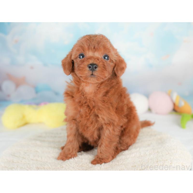 販売中の栃木県のトイプードル-425729