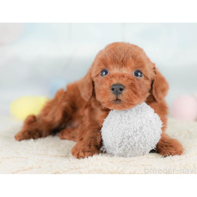 販売中の栃木県のトイプードル-425729の11枚目