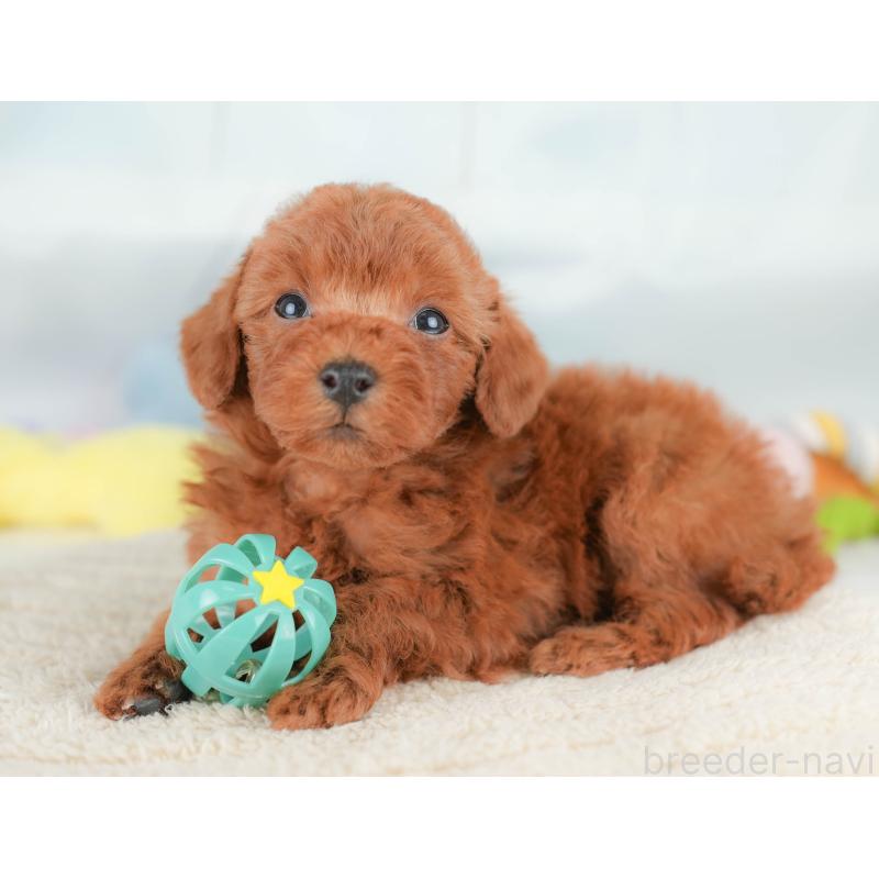 販売中の栃木県のトイプードル-425729の9枚目