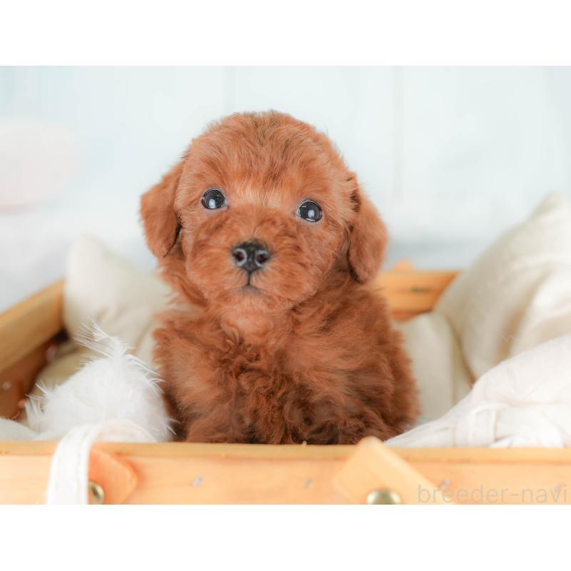 販売中の栃木県のトイプードル-425729の8枚目