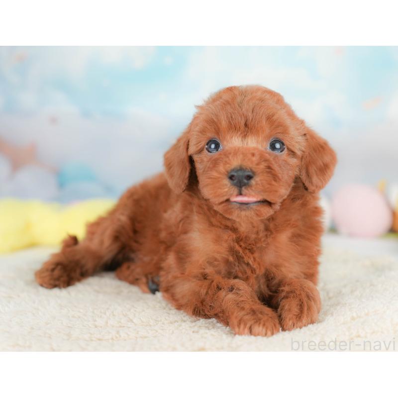 販売中の栃木県のトイプードル-425729の6枚目