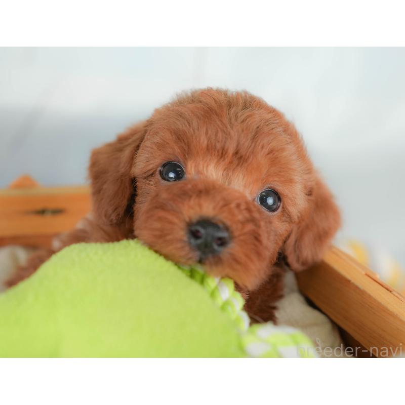 販売中の栃木県のトイプードル-425729の5枚目