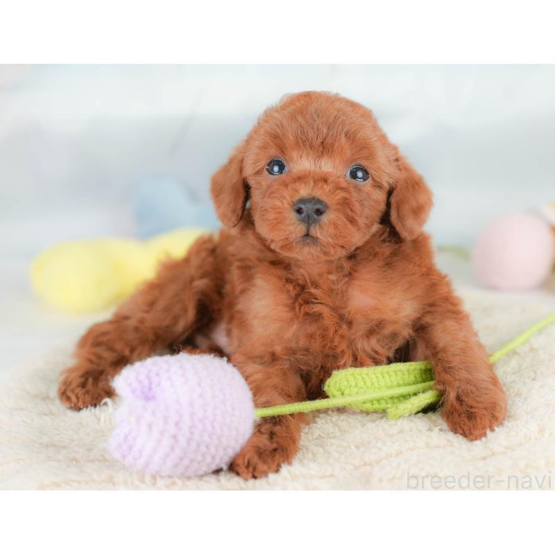 販売中の栃木県のトイプードル-425729の4枚目