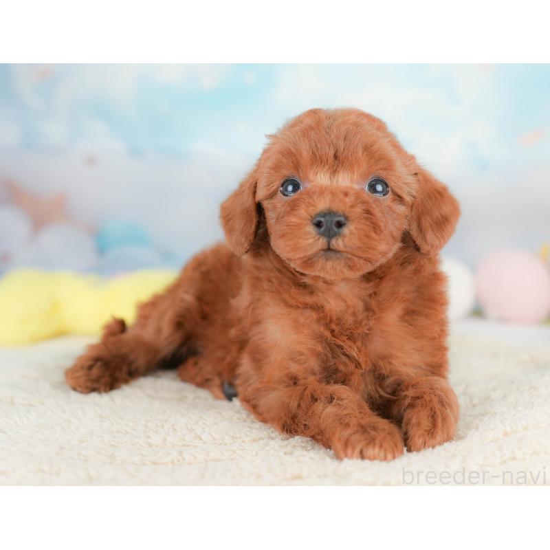 販売中の栃木県のトイプードル-425729の3枚目